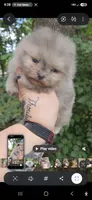 Prince Caspian, a male Pomeranian for sale in Chattanooga, TN – 1 of 4