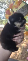 Ridge, a male Pomeranian for sale in Chattanooga, TN – 4 of 4