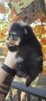 Shelby, a male Pomeranian for sale in Chattanooga, TN – 2 of 4
