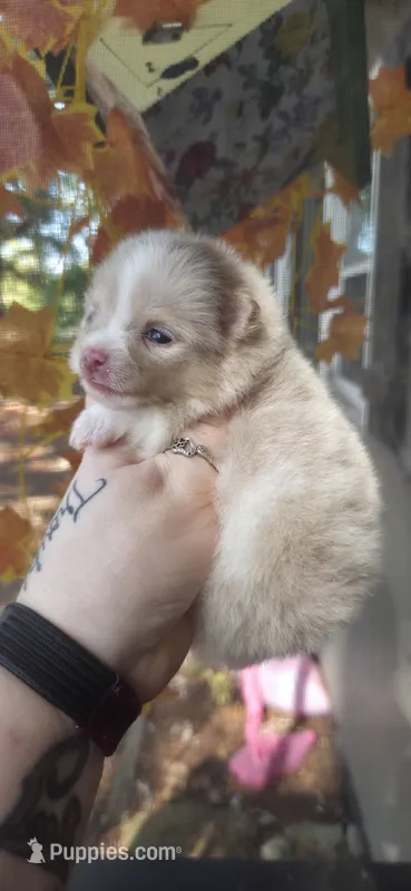 Jolie – Pomeranian puppy for sale in Chattanooga, TN