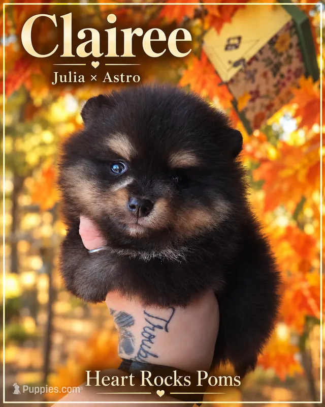 Clairee – Pomeranian puppy for sale in Chattanooga, TN