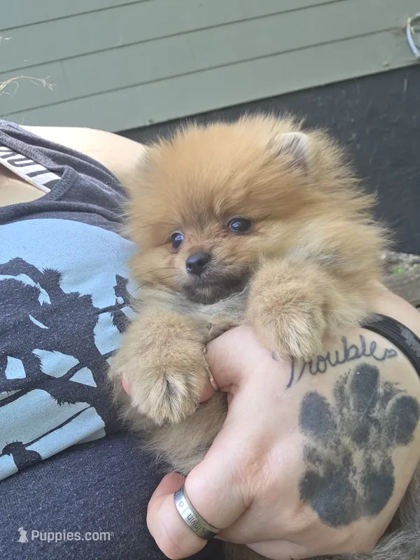 Camilla  – Pomeranian puppy for sale in Chattanooga, TN