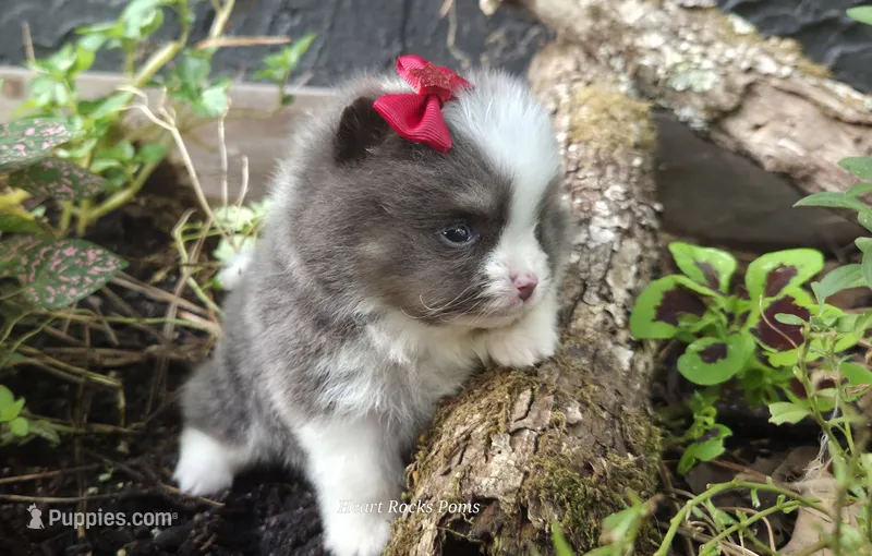 Poise – Pomeranian puppy for sale in Chattanooga, TN