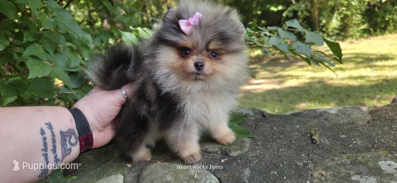 Wren – Pomeranian puppy for sale in Chattanooga, TN