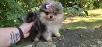 Wren, a female Pomeranian for sale in Chattanooga, TN – 1 of 3