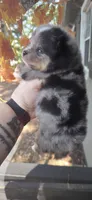 Five, a male Pomeranian for sale in Chattanooga, TN – 2 of 5