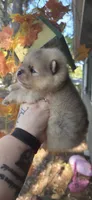 Jackson, a male Pomeranian for sale in Chattanooga, TN – 2 of 5