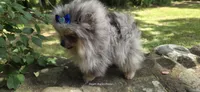 Firecracker, a female Pomeranian for sale in Chattanooga, TN – 5 of 5