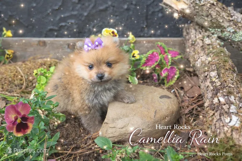 Camilla  – Pomeranian puppy for sale in Chattanooga, TN