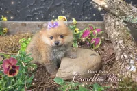 Camilla , a female Pomeranian for sale in Chattanooga, TN – Photo 1 of 4