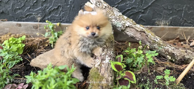 Camilla  – Pomeranian puppy for sale in Chattanooga, TN