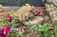 Camilla , a female Pomeranian for sale in Chattanooga, TN – Photo 2 of 4