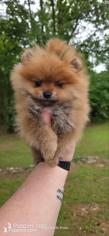 Camilla  – Pomeranian puppy for sale in Chattanooga, TN