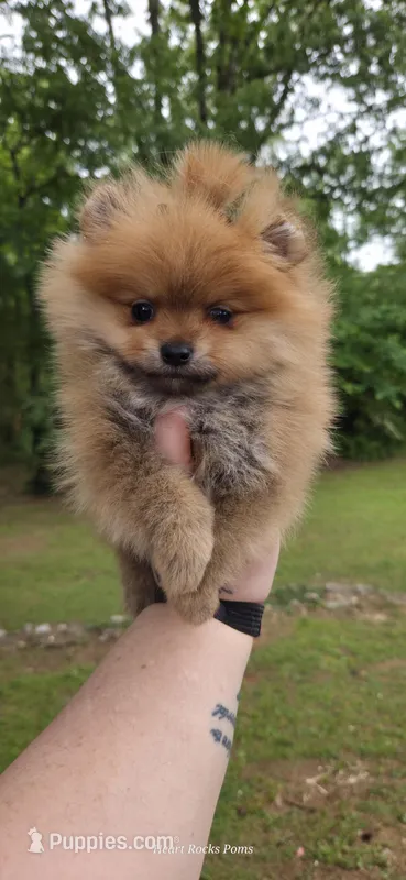 Camilla  – Pomeranian puppy for sale in Chattanooga, TN