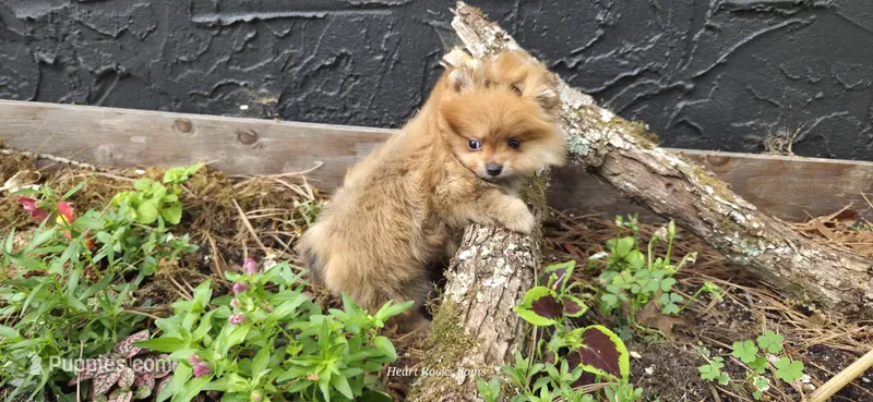 Camilla  – Pomeranian puppy for sale in Chattanooga, TN