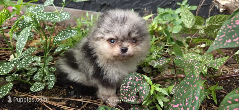 Percy – Pomeranian puppy for sale in Chattanooga, TN