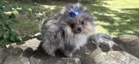 Firecracker, a female Pomeranian for sale in Chattanooga, TN – 2 of 5