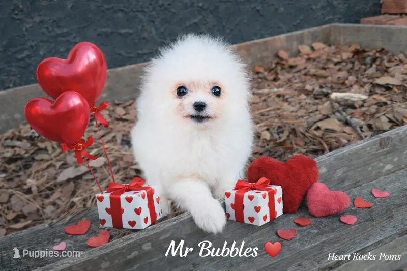Mr bubbles