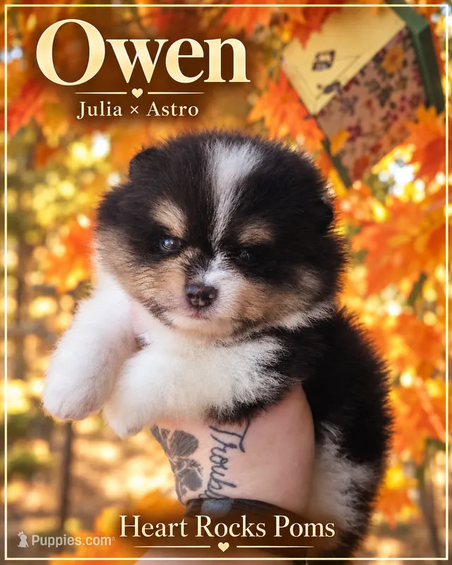Owen – Pomeranian puppy for sale in Chattanooga, TN