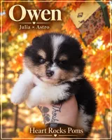 Owen, a male Pomeranian for sale in Chattanooga, TN – 1 of 4