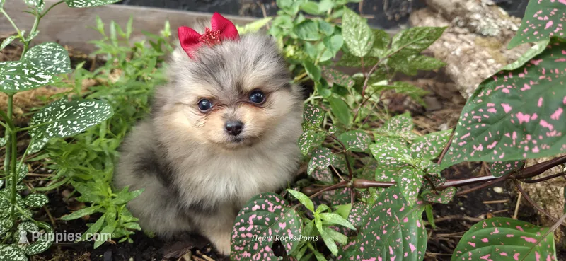Wren – Pomeranian puppy for sale in Chattanooga, TN