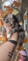 Five, a male Pomeranian for sale in Chattanooga, TN – 1 of 5
