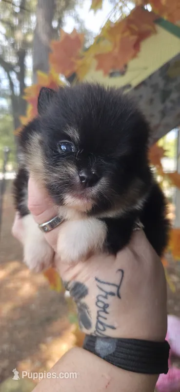 Ridge – Pomeranian puppy for sale in Chattanooga, TN
