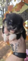 Ridge, a male Pomeranian for sale in Chattanooga, TN – 1 of 4