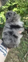 Freya, a female Pomeranian for sale in Chattanooga, TN – 2 of 2