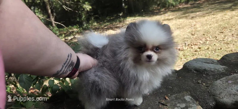 Finnick – Pomeranian puppy for sale in Chattanooga, TN