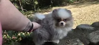 Finnick, a male Pomeranian for sale in Chattanooga, TN – 1 of 3