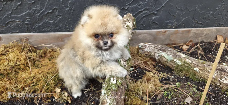 Lucian  – Pomeranian puppy for sale in Chattanooga, TN