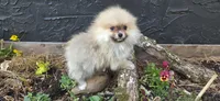 Lucian , a male Pomeranian for sale in Chattanooga, TN – Photo 4 of 5