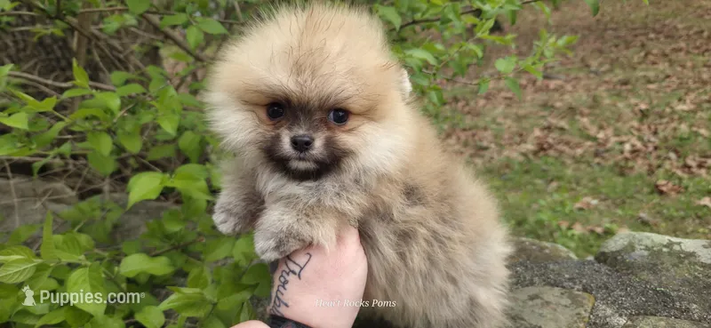 Lucian  – Pomeranian puppy for sale in Chattanooga, TN