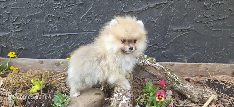 Lucian , a male Pomeranian for sale in Chattanooga, TN – Photo 1 of 5
