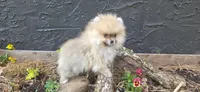 Lucian , a male Pomeranian for sale in Chattanooga, TN – Photo 1 of 5