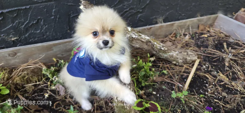 Lucian  – Pomeranian puppy for sale in Chattanooga, TN