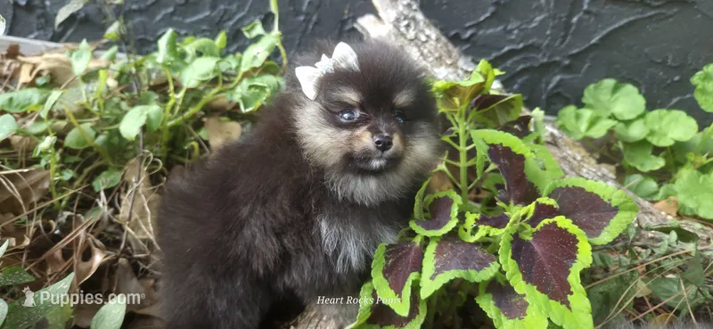 Clairee – Pomeranian puppy for sale in Chattanooga, TN