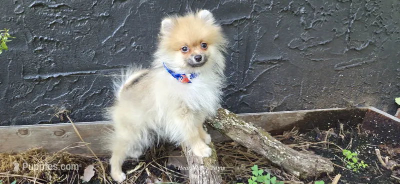 Timberland – Pomeranian puppy for sale in Chattanooga, TN