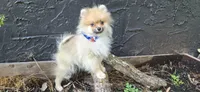 Timberland, a male Pomeranian for sale in Chattanooga, TN – 1 of 2
