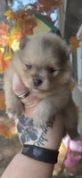 Jackson, a male Pomeranian for sale in Chattanooga, TN – 3 of 5