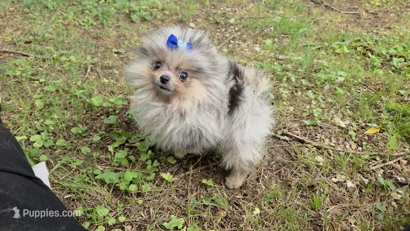 Firecracker – Pomeranian puppy for sale in Chattanooga, TN