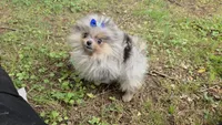 Firecracker, a female Pomeranian for sale in Chattanooga, TN – 1 of 5