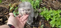 Prince Caspian, a male Pomeranian for sale in Chattanooga, TN – 4 of 4