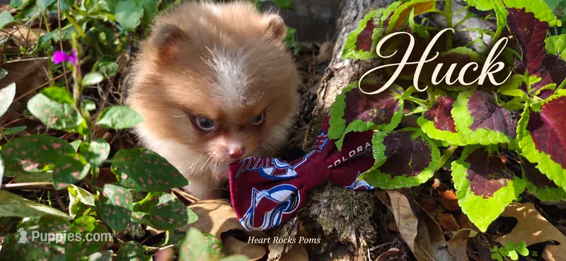 Huck – Pomeranian puppy for sale in Chattanooga, TN