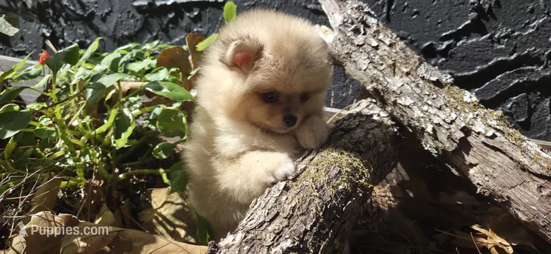 Jackson – Pomeranian puppy for sale in Chattanooga, TN