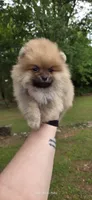 Timberland , a male Pomeranian for sale in Chattanooga, TN – 2 of 5