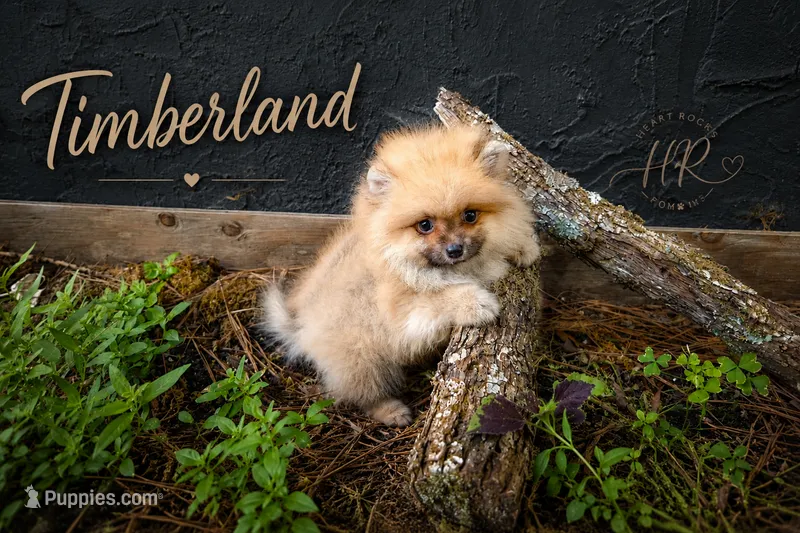 Timberland  – Pomeranian puppy for sale in Chattanooga, TN