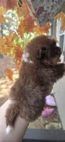 Sawyer, a male Pomeranian for sale in Chattanooga, TN – 4 of 5