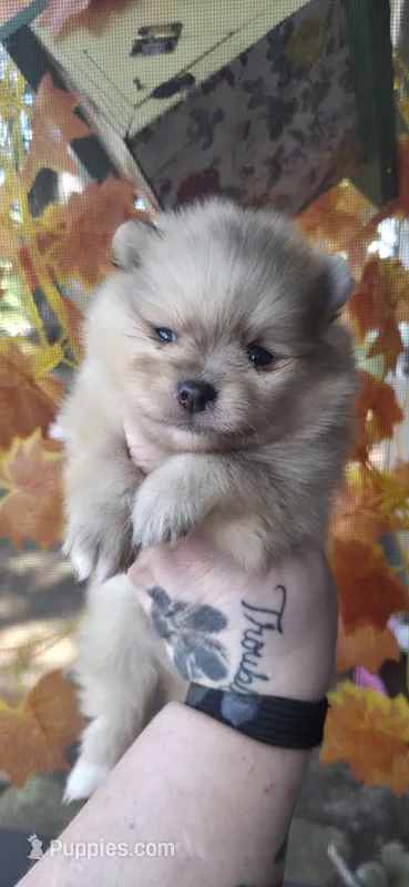 Jackson – Pomeranian puppy for sale in Chattanooga, TN
